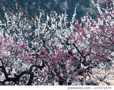 Red and white plum blossoms in full bloom Red and white plum blossoms in full bloom 137471679