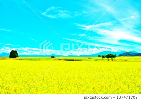 小千谷市鄉村的秋天 137471702