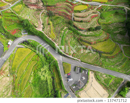 Rice terrace of Eri's mountain 137471712