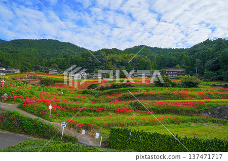 Rice terrace of Eri's mountain 137471717