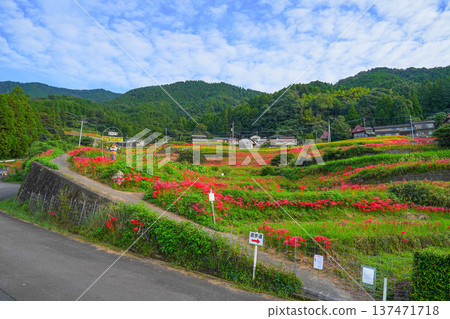 Eri山的水稻梯田 137471718