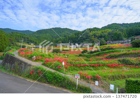 Rice terrace of Eri's mountain 137471720