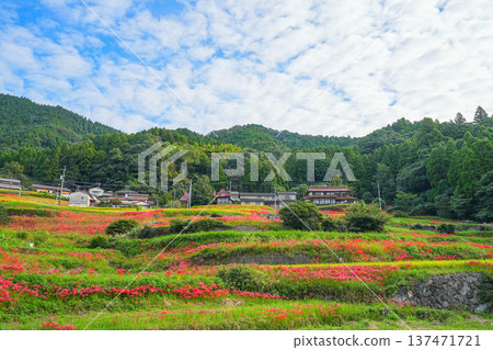 Eri山的水稻梯田 137471721