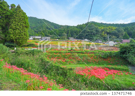 Rice terrace of Eri's mountain 137471746