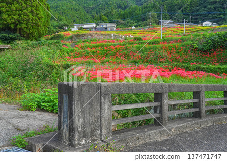 Rice terrace of Eri's mountain 137471747