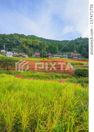 Rice terrace of Eri's mountain 137471756