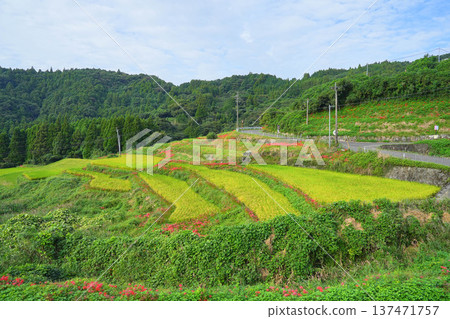 Rice terrace of Eri's mountain 137471757