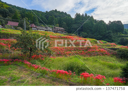 Rice terrace of Eri's mountain 137471758