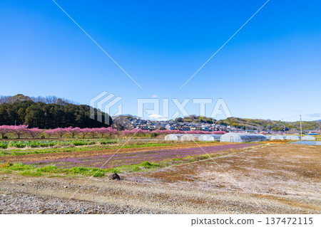 Kannamino Cherry Blossoms 137472115