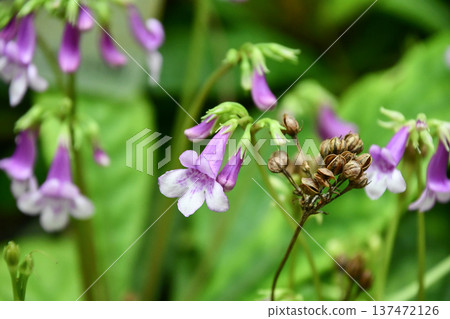 墨西哥毛地黃 Tetranema roseum 137472126