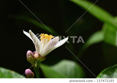 Lemon Flower Lemon Flower 137472285