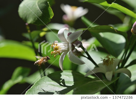 Lemon blossom and bee 137472286