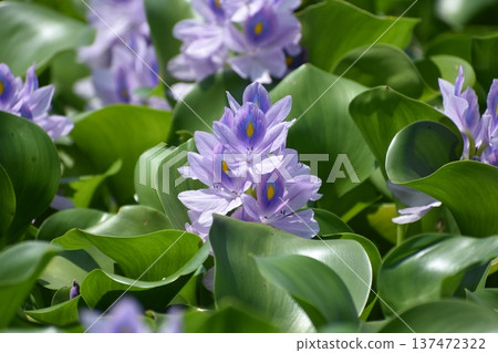 水葫蘆花 水葫蘆花 137472322