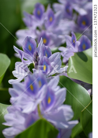 水葫蘆花 水葫蘆花 137472323