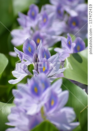 水葫蘆花 水葫蘆花 137472419