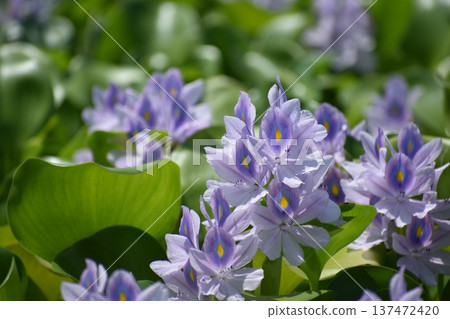 水葫蘆花 水葫蘆花 137472420