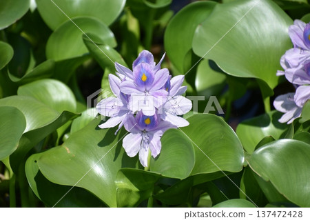 水葫蘆花 水葫蘆花 137472428