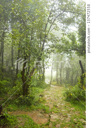 霧氣瀰漫的林間小路(尼泊爾安納普爾納山脈) 霧氣瀰漫的林間小路(尼泊爾安納普爾納山脈) 137472558