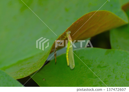 The emergence of a damselfly 137472607
