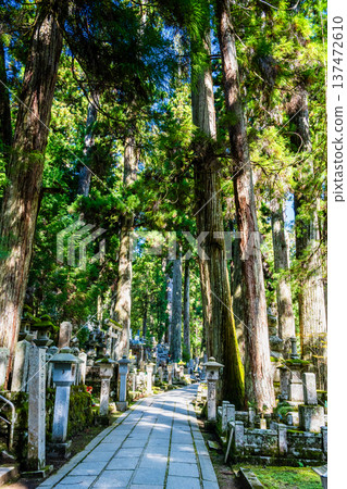 Koyasan Okunoin: Approach to the cedar grove 137472610