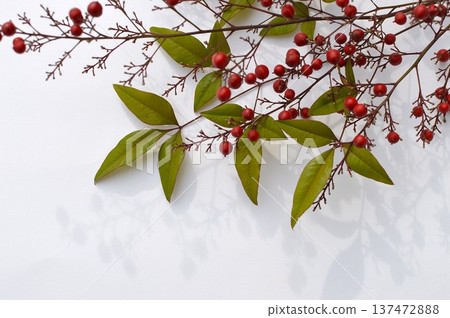 白色背景上的紅色南天竹漿果和葉子 137472888