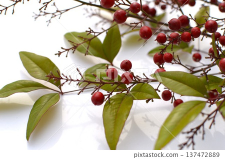 白色背景上的紅色南天竹漿果和葉子 137472889