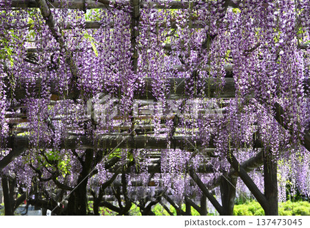 Wisteria trellis at Kameido Tenjin Shrine 137473045