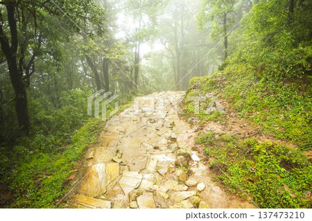 霧氣繚繞的森林中的石階（尼泊爾安納普爾納） 137473210