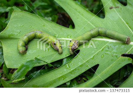 Caterpillars mimic snake head crawling on a plant leaf. Their fake eyes or pretend horns, these snake-mimic caterpillars are able to ward off many a predator. Caterpillars mimic snake head crawling on a plant leaf. Their fake eyes or pretend horns, these snake-mimic caterpillars are able to ward off many a predator. 137473315
