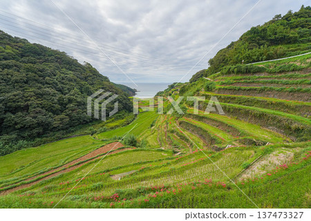 Rice terrace of Hamanoura 137473327