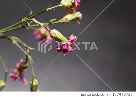 花朵凋謝 137473725