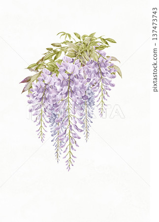 紫藤花的插圖 137473743