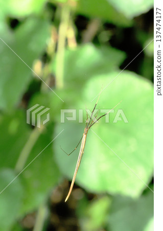 Long-tailed spider (brown type) 137474177