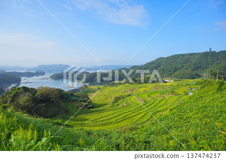 Rice terrace of Oura Rice terrace of Oura 137474237