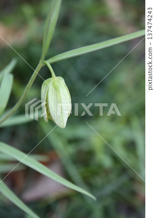 Fritillaria swaying in the wind 137474243