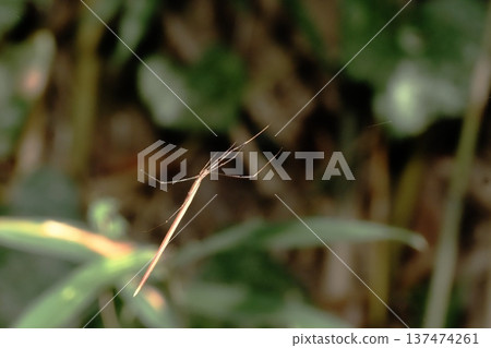 長尾蜘蛛（棕色型） 137474261