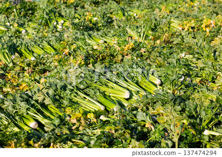Crop of celery leaves arranged on farm field during spring harvest 137474294