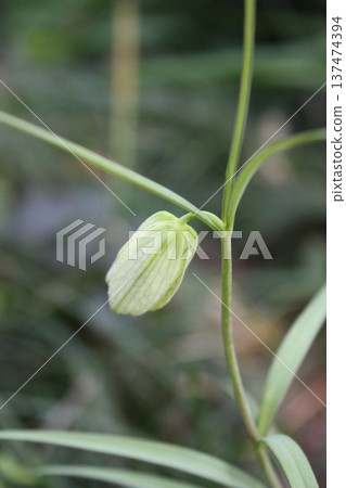 Fritillaria swaying in the spring breeze Fritillaria swaying in the spring breeze 137474394