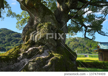 Kawago's Giant Camphor Kawago's Giant Camphor 137474409