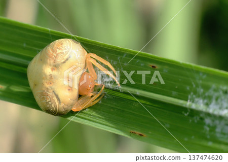 Otorino Fundamesi（女） 137474620