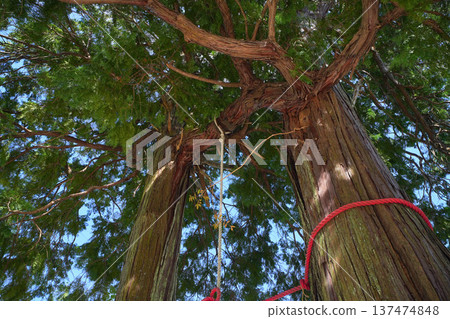 Takeo Shrine 137474848