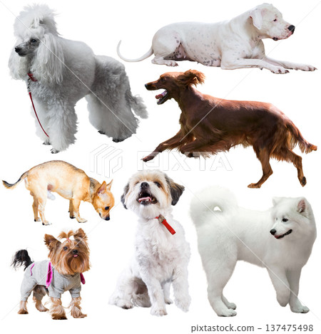 Collection of purebred dogs isolated on white background Collection of purebred dogs isolated on white background 137475498