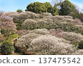 Plum grove at Nakayama Kannon Park 137475542