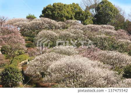 Plum grove at Nakayama Kannon Park Plum grove at Nakayama Kannon Park 137475542