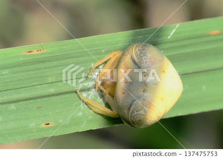 Otorino Fundamesi（女） 137475753