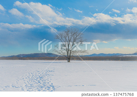 北海道豐極町雪原上榆樹與藍天交相輝映的冬日美景 北海道豐極町雪原上榆樹與藍天交相輝映的冬日美景 137475768