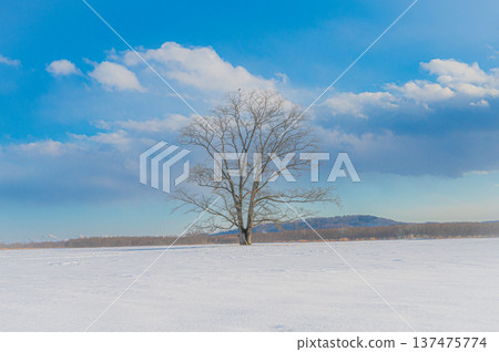 北海道豐極町雪原上榆樹與藍天交相輝映的冬日美景 137475774