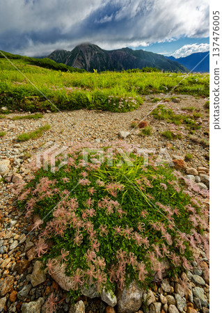 View of the flower spikes of Aleutiana at the Mitsumatarenge-dake cirque in the Northern Alps and Mt. Washu View of the flower spikes of Aleutiana at the Mitsumatarenge-dake cirque in the Northern Alps and Mt. Washu 137476005