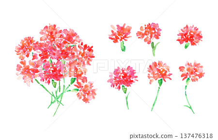 Watercolor painting. Watercolor carnation vector illustration. Carnation background for Mother's Day. 137476318
