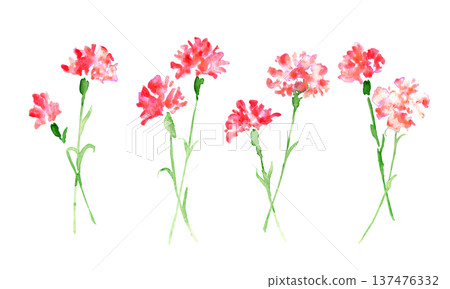 Watercolor painting. Watercolor carnation vector illustration. Carnation background for Mother's Day. Watercolor painting. Watercolor carnation vector illustration. Carnation background for Mother's Day. 137476332
